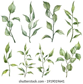 Collection of hand painted green leaves - Shutterstock ID 1919019641