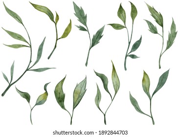 Collection of hand painted watercolor green leaves