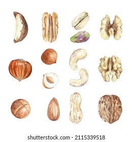 Collection of nuts. Raw pecan, walnut, almond, pistachio, peanut, macadamia, hazelnut and cashew. Hand drawn watercolor illustration of organic food for packaging, label, card.