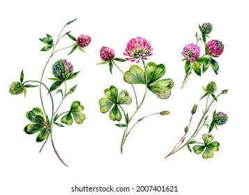 Collection of Red Clover Bouquet Watercolor Painting. Botanical Illustration in Vintage Style Isolated on White. Summer Wildflowers Floral Decoration. Rustic Wedding Clipart. Lucky Symbol Clover.