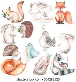 Collection, Set Of Watercolor Cute Forest Animals Illustrations, Hand Drawn Isolated On A White Background