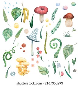 Collection Sweet Millipede. 50 companion elements: mushrooms, leaves, petals, grass, drops, dew, flowers, stone, . Watercolor stylization for children's illustration