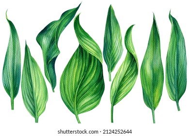 Collection tropical leaves. Watercolor plant illustration on isolated white background, jungle design