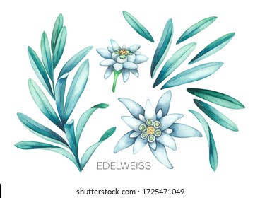 Collection of watercolor edelweiss flowers and leaves. Hand painted botanical design isolated on white background