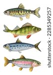 Collection of watercolor fish. Golden trout, perch, sardine, rainbow trout.
hand drawn detailed fish