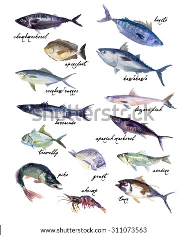 Collection of watercolor hand drawn fish isolated on white background. Bonito, rainbow runner, tuna illustration. Good for magazine, menu or book illustration, print design, any graphic design. 