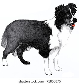 Bernese Mountain Dog Drawing By Hand Stock Vector (Royalty Free) 543722860