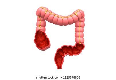 Colon Anatomy. 3d Render