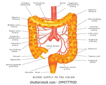 Colon -   Arteries.  Abdominal Arteries.  Anatomy of Human  Abdominal Arteries System. Colon Anatomy. Arteries supply of the large intestine. 