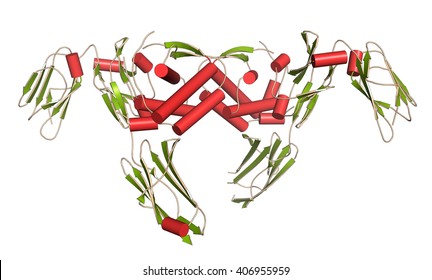Colony-stimulating factor 1 (CSF-1) in complex with its receptor, hCSF-1R. 3D illustration. Cartoon representation with secondary structure coloring (green sheets, red helices).