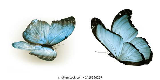 Butterfly Blue Morpho Monarch Images Stock Photos Vectors Shutterstock