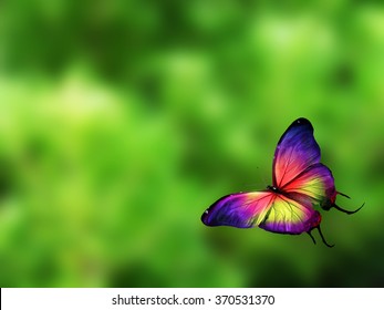 Color Butterfly Flying