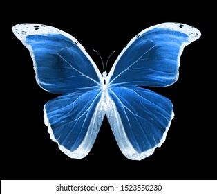 Color Butterfly , Isolated On Black Background