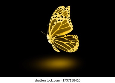 Color butterfly , isolated on black background