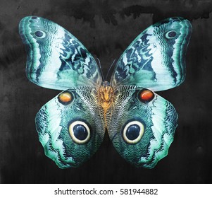 Color butterfly, isolated on black. Watercolor