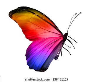 Papillon Turquoise Images Photos Et Images Vectorielles De Stock Shutterstock