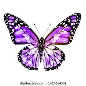 Watercolor Butterfly Isolated On White Stock Illustration 503085400