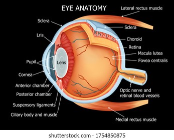 Color illustration of the anatomy of the human eye and related structures (right eye, from above)