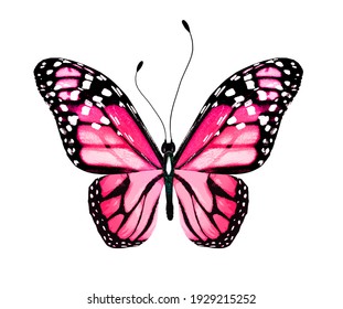 46,491 Light pink butterfly Images, Stock Photos & Vectors | Shutterstock