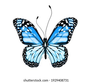 43,755 Blue Monarch Butterfly Images, Stock Photos & Vectors | Shutterstock