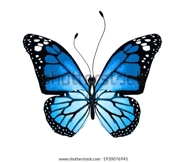 129,970 Single Butterfly Images, Stock Photos & Vectors | Shutterstock