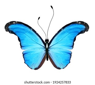 蓝色蝴蝶hd Stock Images Shutterstock