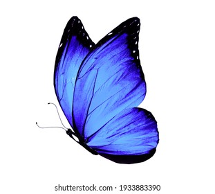 Color Morpho Butterfly , Isolated On The White Background