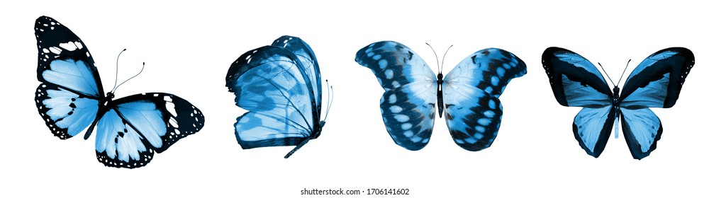 Color natural   watercolor butterflies   isolated white background