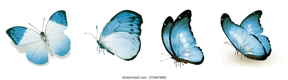 Color natural   watercolor butterflies   isolated white background