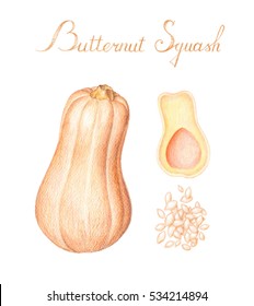 Color pencil drawing butternut squash whole   cut in half and seeds removed 