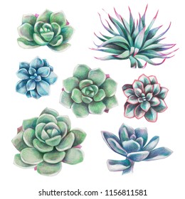 Color Pencil Succulent Plant