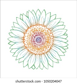 Color picture of a sunflower. Flower illustration