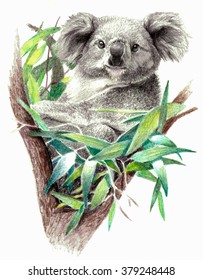 Color sketch    Koala bear the tree  On white background  Detailed pencil drawing
