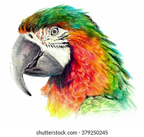 Color Sketch - Parrot Profile. On White Background. Detailed Pencil Drawing