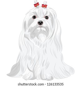 845 Maltese dog drawing Images, Stock Photos & Vectors | Shutterstock