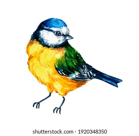A Colored Blue Bird On A White Background. Watercolour Drawing