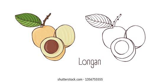Colored   monochrome contour drawings whole   cut longan isolated white background  Bundle tasty fresh exotic edible fruits  delicious vegetarian food product  illustration 