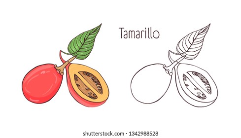 Colored   monochrome outline drawings whole   cut tamarillo isolated white background  Set exotic edible fruit  fresh exotic vegetarian food product  Hand drawn illustration 