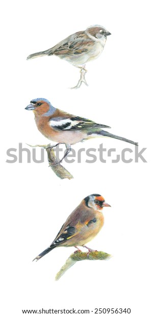 Colored Pencil Drawing Three Little Birds Stock Illustration