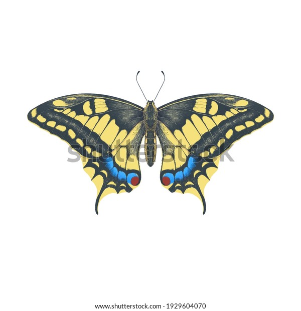Colored pencil\
imitation drawing realistic illustration of swallowtail butterfly\
isolated on white\
background
