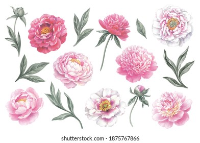 Colored pencil peonies set. Hand drawn botanical illustrations. Realistic isolated objects on white background. Floral elements for greeting cards, wedding invitation cards and summer backgrounds.