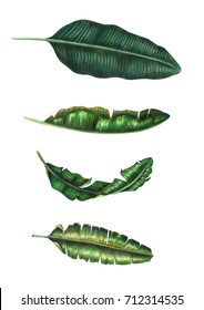 Colored Pencil X Watercolor Realistic Banana Leaf Clip Art Design Elements