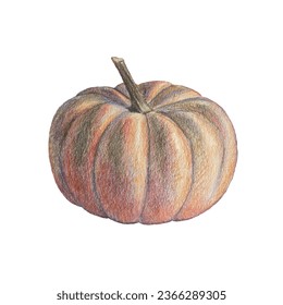 Colored pumpkin  pencil drawing  isolate  sticker 