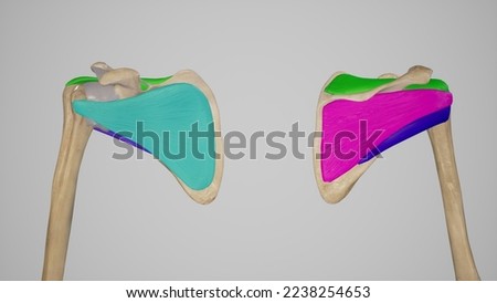 Colored Rotator Cuff Muscles.3d rendering