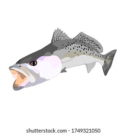 Colored Speckled Sea Trout Fish