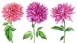 Coloreds Flowers, Watercolor Botanical Illustration, Hand Drawing. Dahlia Flowers