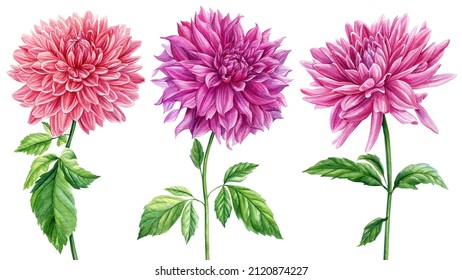 Coloreds flowers, watercolor botanical illustration, hand drawing. Dahlia flowers