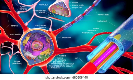 colorful 3d illustration of a neuron and cell-building with descriptions