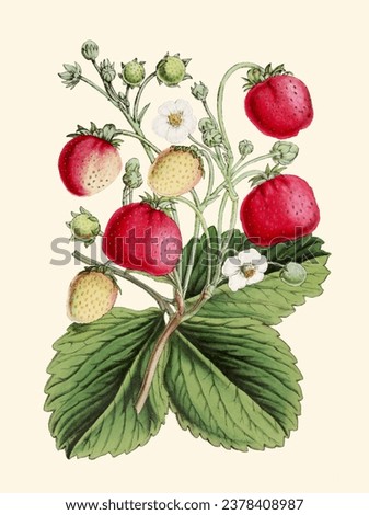 Colorful Botanical Illustration: digital vintage-style Strawberries on a plain beige background.
