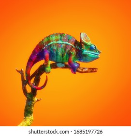 Colorful chameleon on a branch isolated on orange background. This is a 3d render illustration .